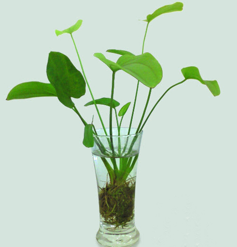 Những biểu tượng may mắn trong phong thủy