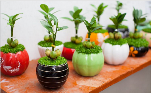 Những loại cây cảnh dễ trồng mang lại tài lộc cho gia chủ.